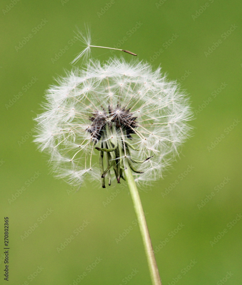 Fototapeta premium Dandelion