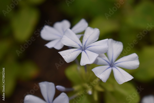 Florecilllas