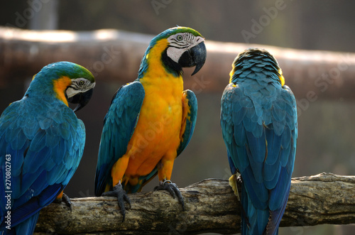 Macaw parrots, beautiful pets And the price is quite high. © pongpol