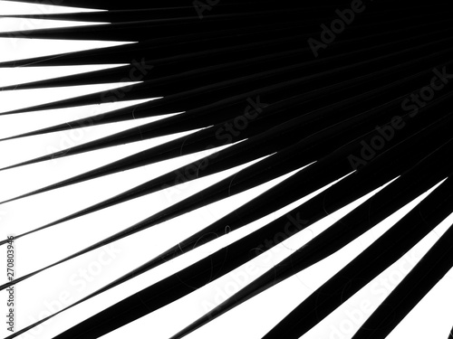 abstract silhouette of palm leaf