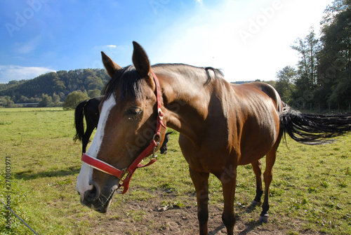 Pferd