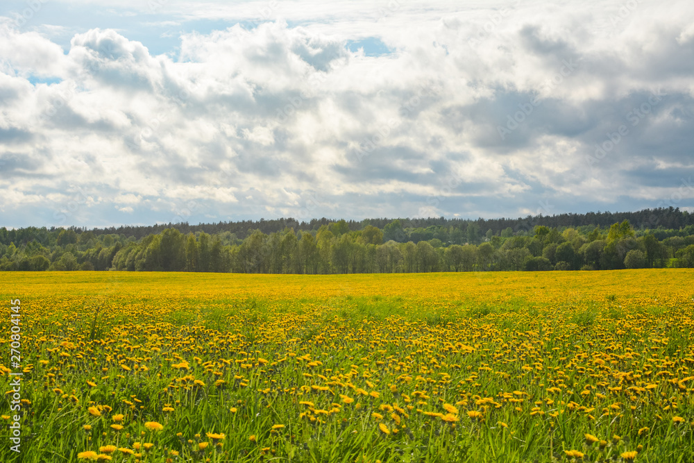 Yellow dandelions on a field under a cloudy sky