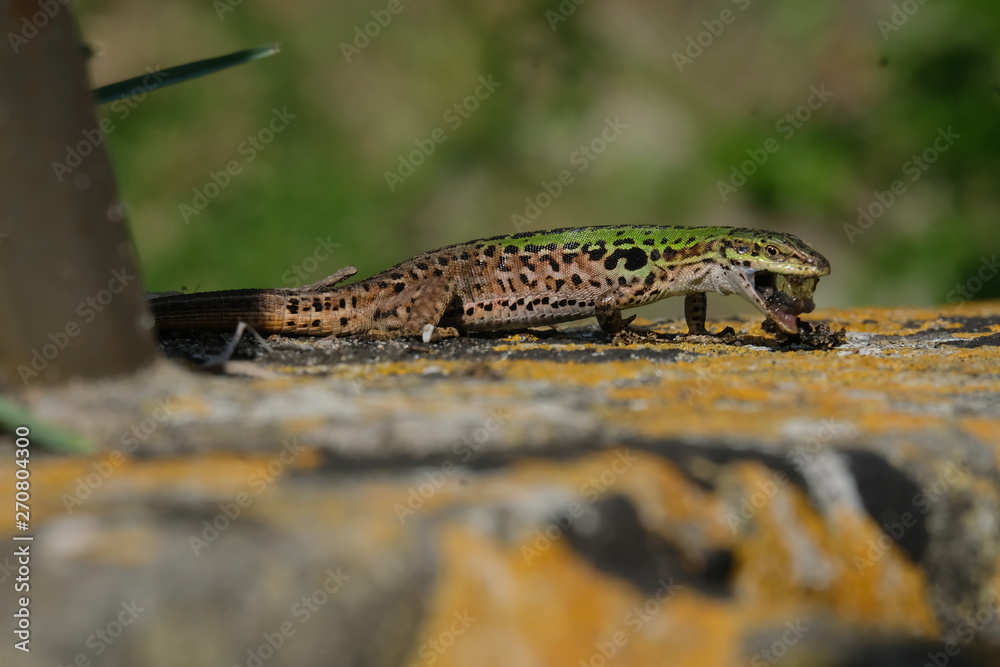 Obraz premium Eidechse