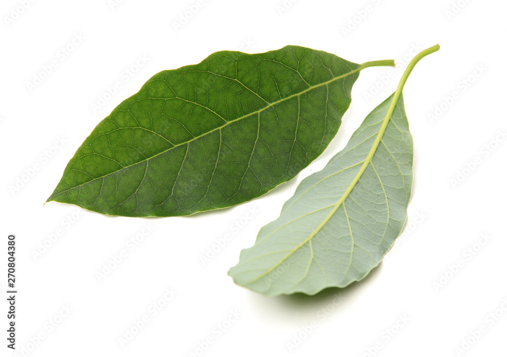 Fototapeta premium leaf of avocado tree isolated on white background