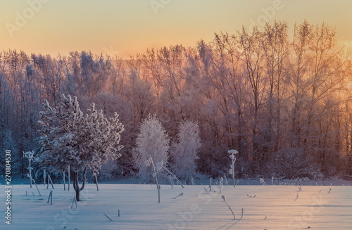 Beautiful winter morning landscape. A single frosty tree covered with frost on the background of tall trees in the morning sun.