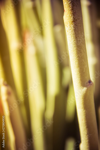 A detail of the stem of a plant useful for spa related advertisements.