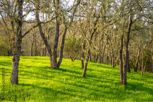 A forest in spring with green grass and moss hanging in the trees.