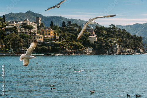 Seagull and Coast in Portofino, Italy 