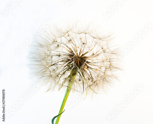 dandelion flower on a beautiful background