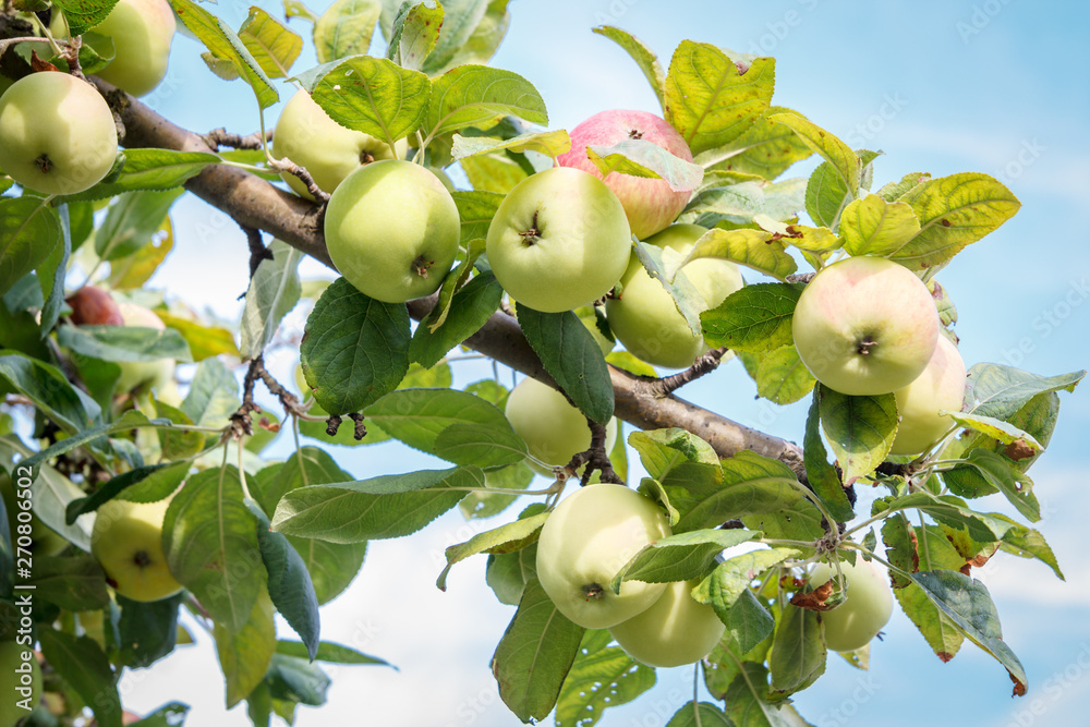 Apples on the tree in summer day with sky on the background. Apples on the tree in summer day with sky on the background.