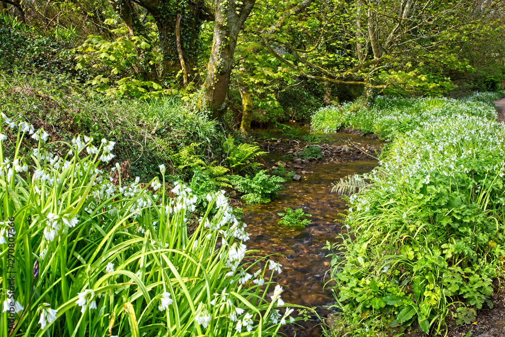 Fototapeta premium Woodland stream and Three-cornered Leek (Allium triquetrum), west Cornwall, England, UK.