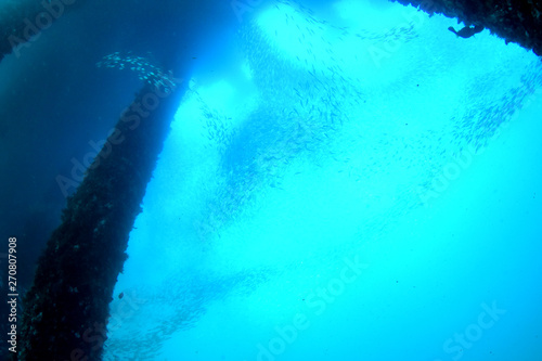 Amazing underwater world. A lot of fisf under the jetty. Blue clear see. Padang Bay, Bali, Indonesia. 