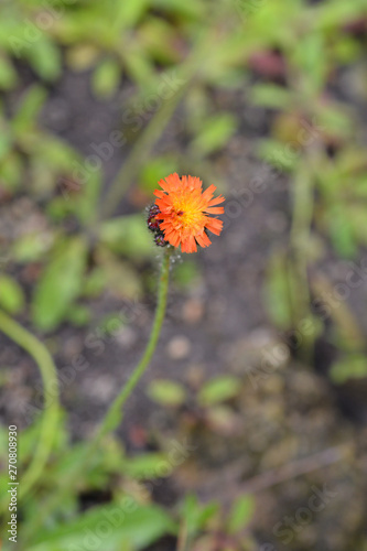 Orange hawkweed