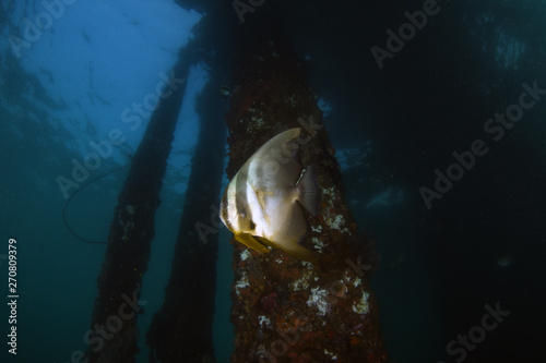 Blanthead Batﬁsh (Platax teira). Live and swim under the pier. Diving, wide angle photography. Jetty dive site, Padang Bay, Bali, Indonesia.