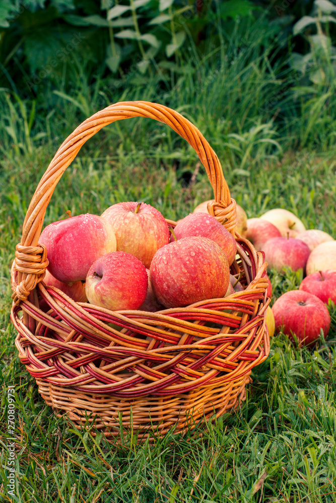 Red apples in a wicker basket and on green grass in the orchard.