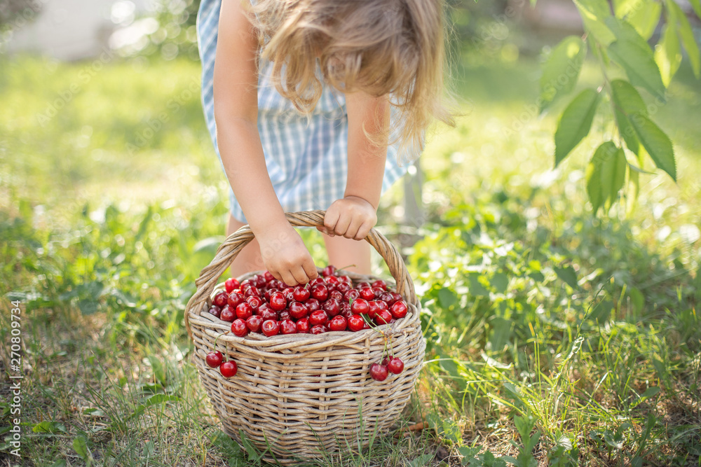Little girl with a basket full of ripe and fresh red sweet cherries in an orchard on a sunny summer day. Hands of the child close up.