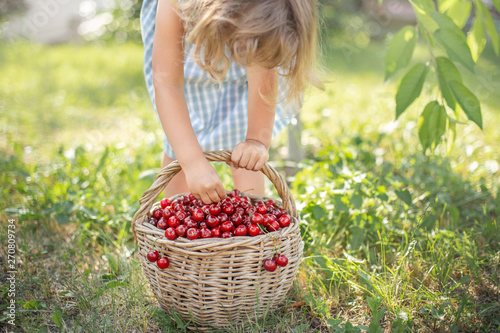 Little girl with a basket full of ripe and fresh red sweet cherries in an orchard on a sunny summer day. Hands of the child close up.