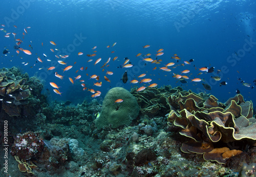 Fototapeta Naklejka Na Ścianę i Meble -  Amazing underwater world - big hard, soft corals. Blue clear sea water. Underwater background. Tropical seas. 