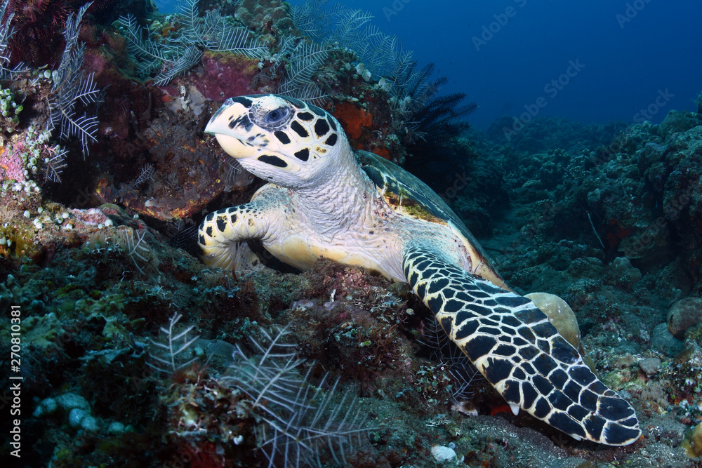 Obraz premium Hawksbill Turtle - Eretmochelys imbricata. Coral reefs. Diving and wide angle underwater photography. Tulamben, Bali, Indonesia.