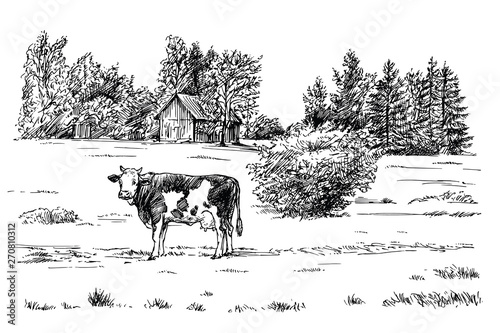 Cow grazing on meadow. Hand drawn illustration.