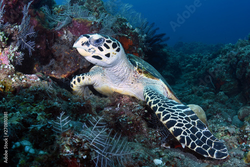 Hawksbill Turtle - Eretmochelys imbricata. Coral reefs. Diving and wide angle underwater photography. Tulamben, Bali, Indonesia.