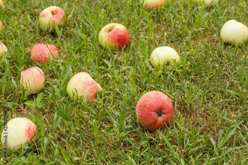 Red apples on green grass in the orchard Red apples on green grass in the orchard