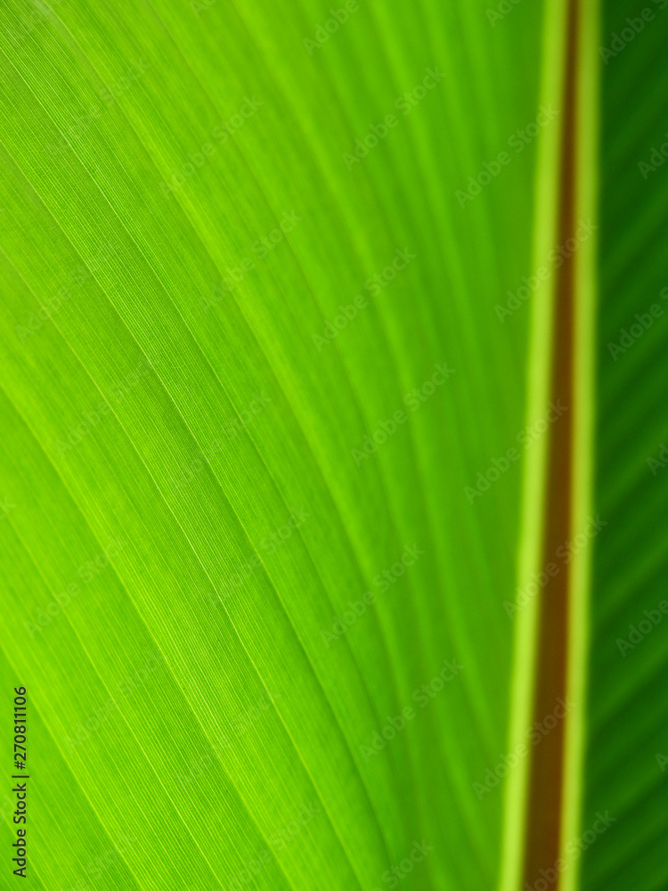 texture of green banana leaf with line texture of green banana leaf with line