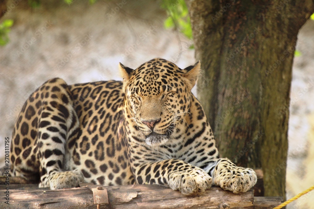leopard in tree leopard in tree
