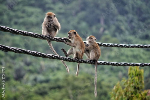 Long-tailed Macaques (Macaca fascicularis) sitting on electric cable at Pulau Tioman Island, Pahang, Malaysia © Randy