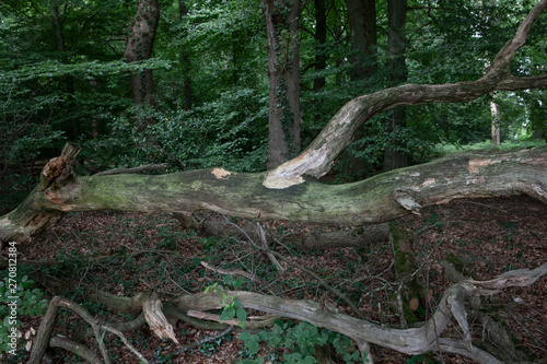 Forest Mensinge Roden drente Netherlands photo