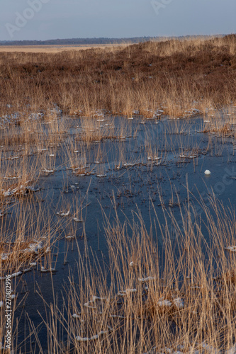 Winter in the moors of Fochteloerveen. National Park Drents Friese Woud Netherlands photo