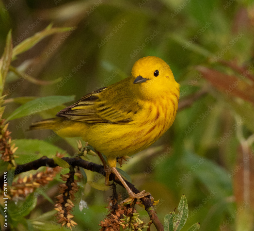 YELLOW WARBLER YELLOW WARBLER