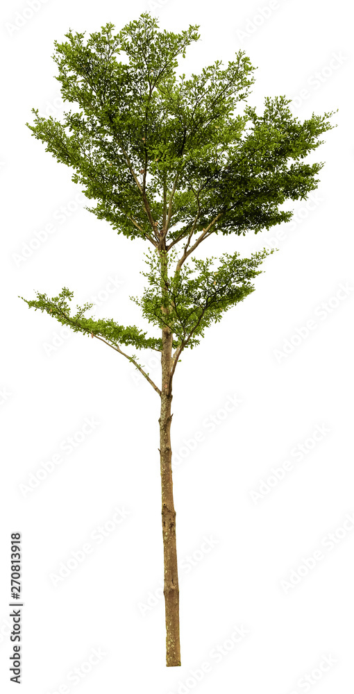 Fototapeta premium Beautiful tree isolated on white background. Suitable for use in architectural design or Decoration work. Used with natural articles both on print and website.