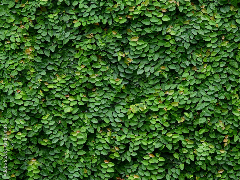 green ivy plant cover on the wall