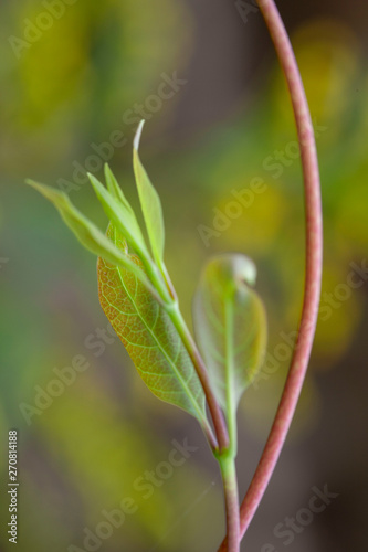 Sprout of a leaf spring