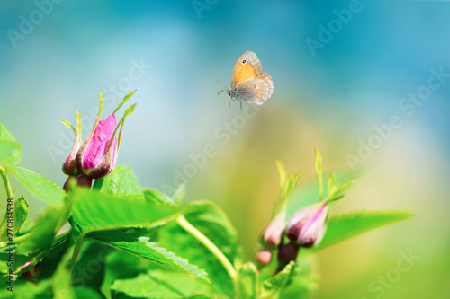 Pink wild rose buds (dog rose, rosa canina) with flying butterfly on sky background. Spring background