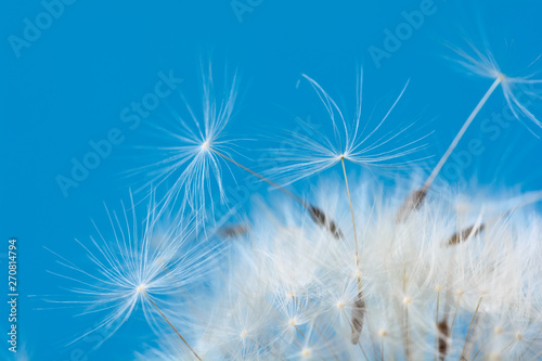 Close-up seeds of a dandelion flower on a blue background. Macro. Soft focus.