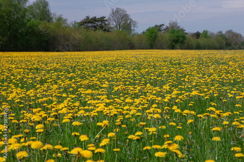 Field of dandelions Havelte drente Netherlands © A