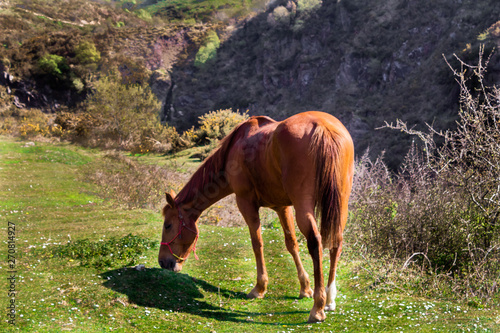 horses grazing in a green meadow next to large rocks