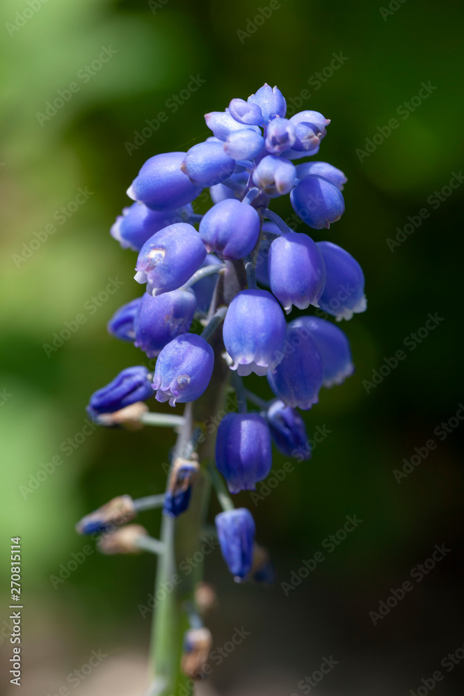 Blue grapes flowers Blue grapes flowers