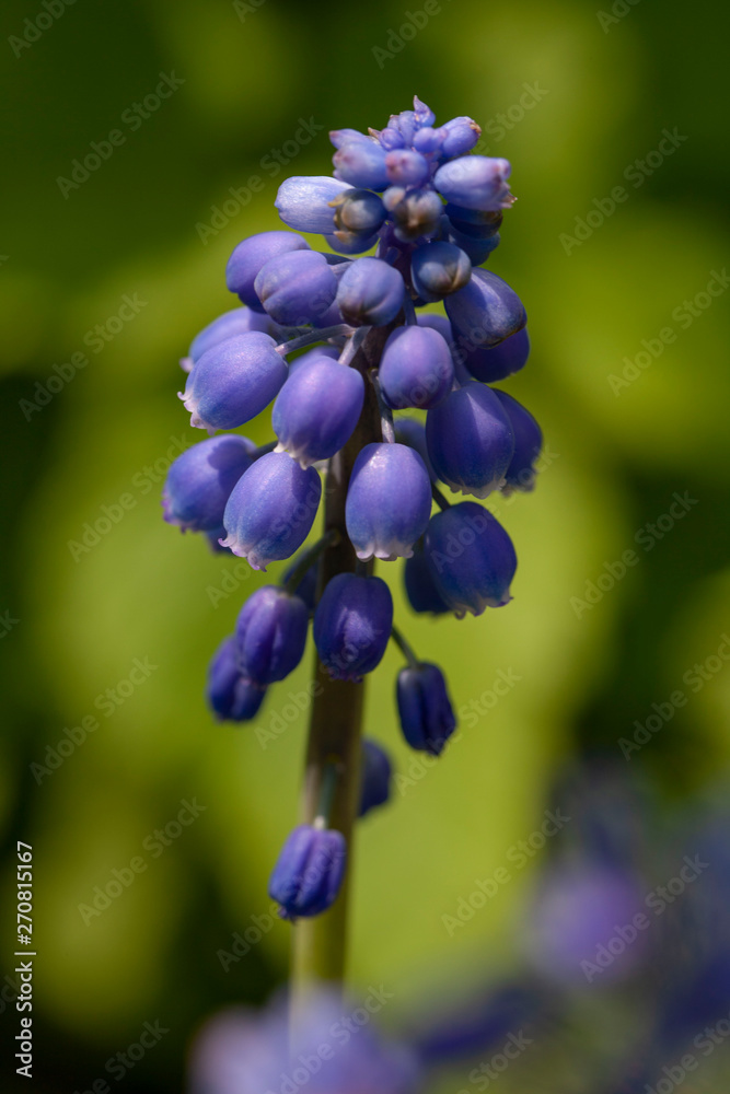 Blue grapes flowers