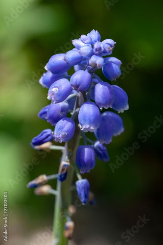 Blue grapes flowers