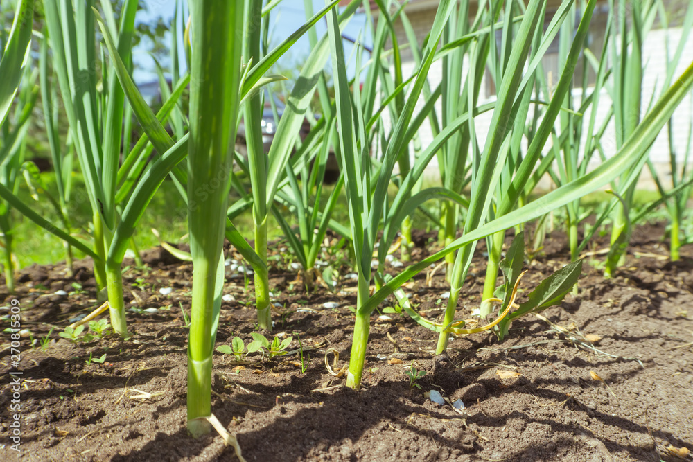 Garlic greens in a sunny garden Garlic greens in a sunny garden