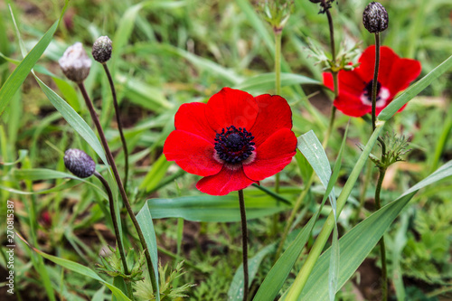 red blooming anemones on a sunny summer day in a clearing