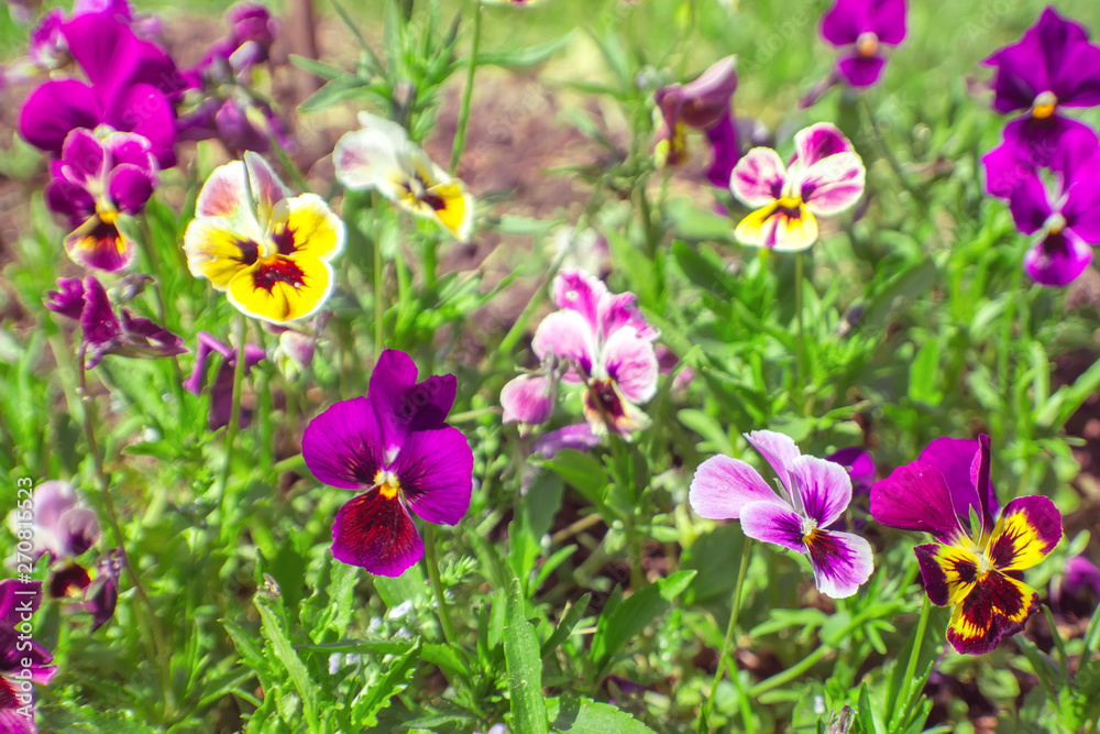 Beautiful natural background with bright pansies