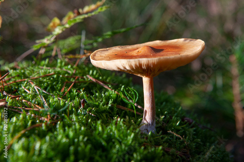 Autumn colors in the forest. Fall. Echten drente Netherlands Mushroom 