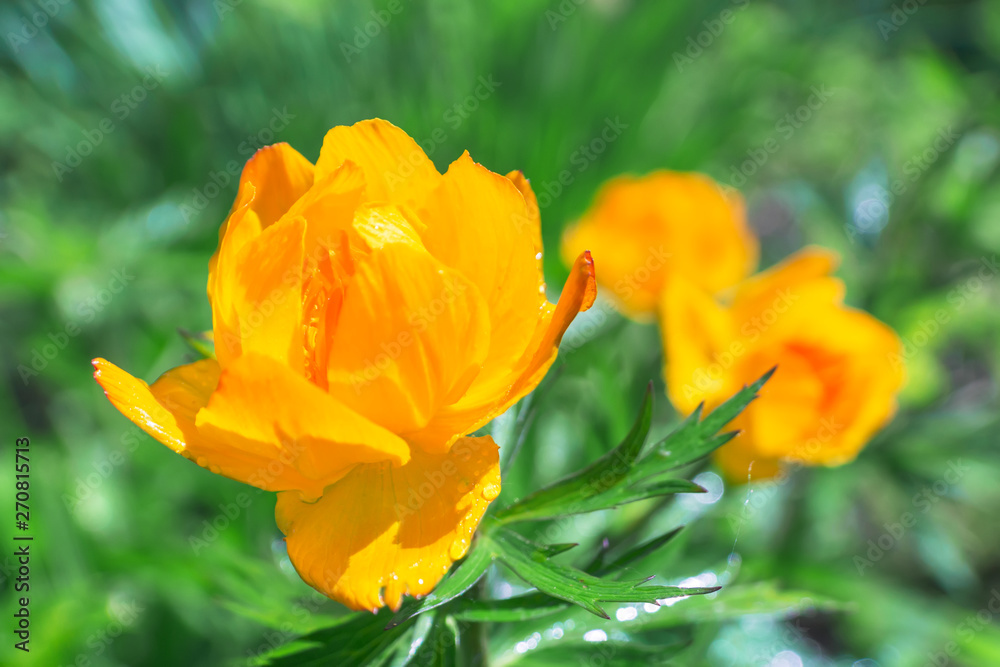 Orange globe-flower (Trollius) flowers Orange globe-flower (Trollius) flowers