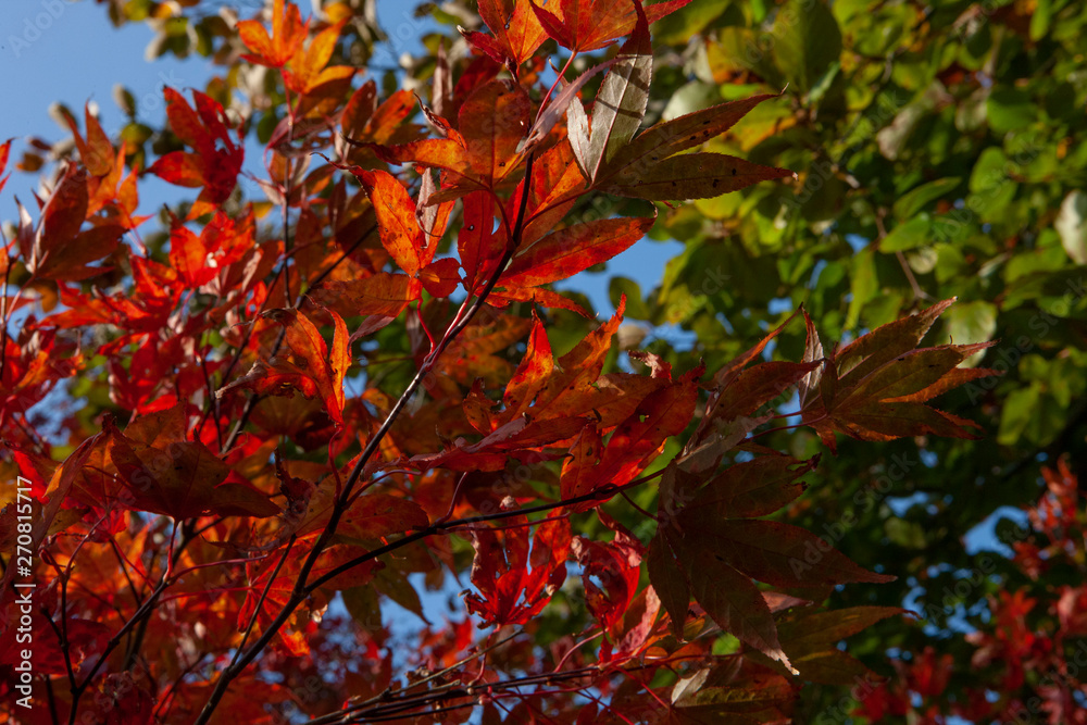 Autumn colors in the forest. Fall. Echten drente Netherlands