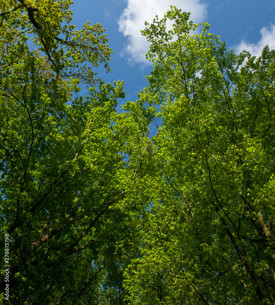 Trees leaves summer Trees leaves summer