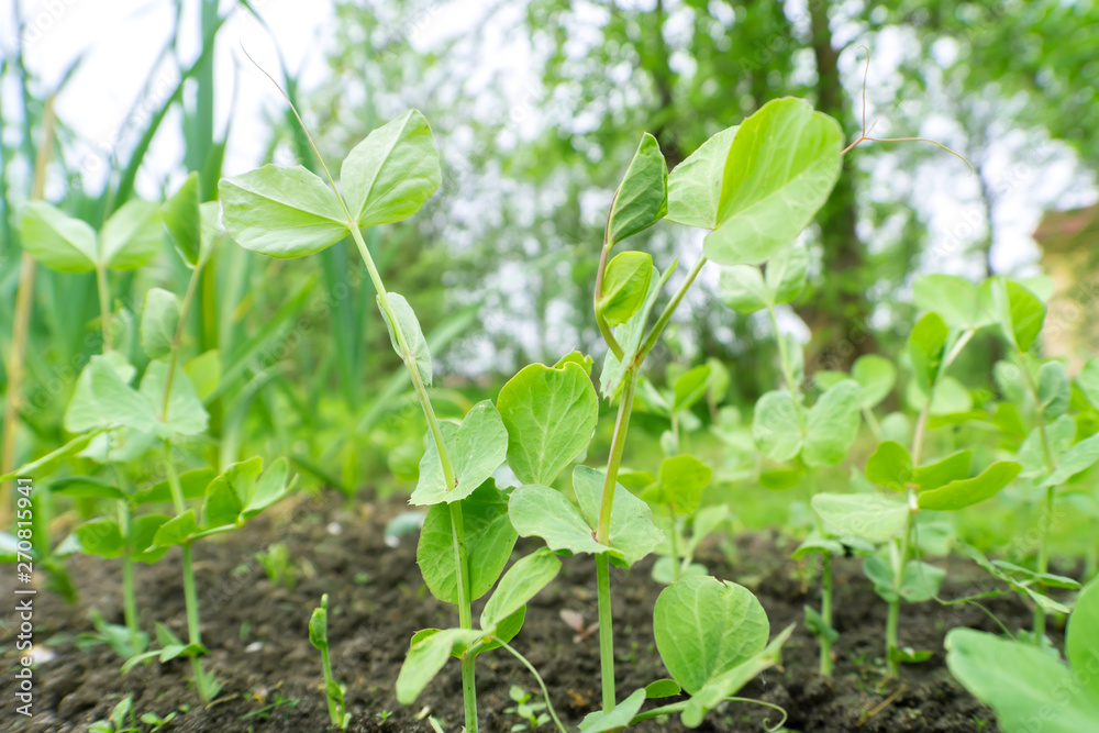 Young pea (Pisum) sprouts in a sunny vegetable garden Young pea (Pisum) sprouts in a sunny vegetable garden